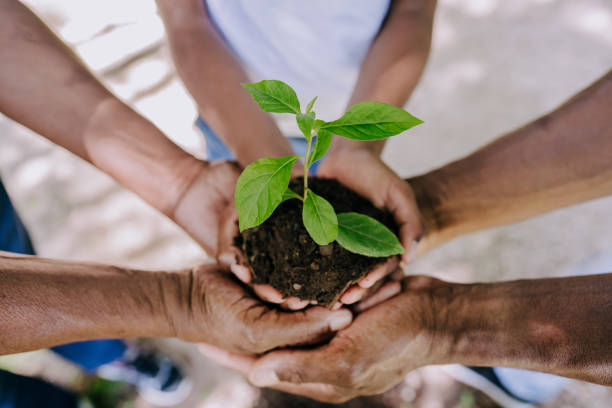 Multiple hands holding a plant